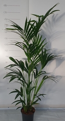 Howea Forsteriana 21Ø 170cm