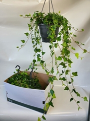 Hedera Helix Wilco 19Ø 80cm