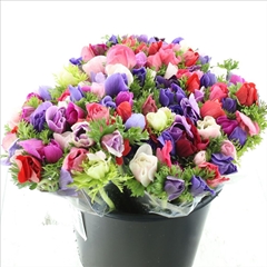 Anemone Coronaria Marianne Mix 35cm