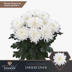 Chrysanth Single Undercover 70cm 75gr.