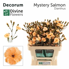 Dianthus Spray Painted Mystery Salmon 60cm