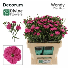 Dianthus Divi Wendy 55cm