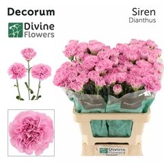 Dianthus Single Siren 60cm