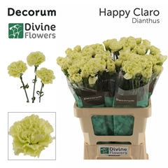Dianthus Single Happy Claro 60cm