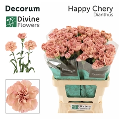 Dianthus Single Happy Chery 60cm