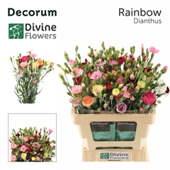 Dianthus Spray Mix Per Bunch 60cm
