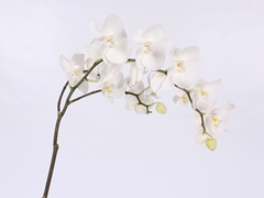 Phalaenopsis Paisley 75cm 12+