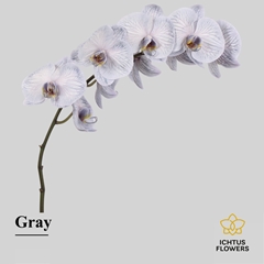 Phalaenopsis Painted Grey 55cm 7+