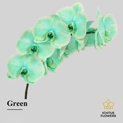 Phalaenopsis Painted Green 55cm 7+