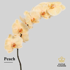 Phalaenopsis Painted Peach 75cm 9+