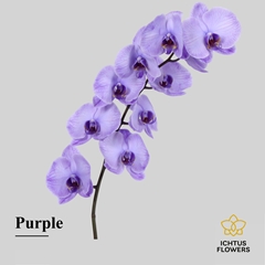Phalaenopsis Painted Purple 75cm 9+