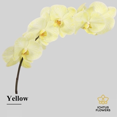 Phalaenopsis Painted Yellow 75cm 9+