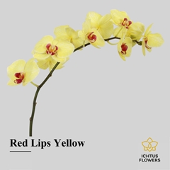 Phalaenopsis Painted Red Lips Yellow 55cm 7+