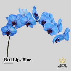 Phalaenopsis Painted Red Lips Blue 75cm 9+