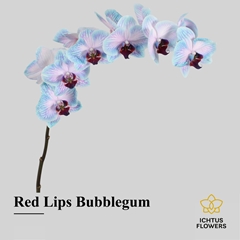 Phalaenopsis Painted Red Lips Bubble Gum 55cm 7+