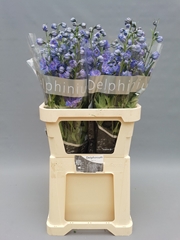 Delphinium Double Delphis Blue Power 80cm