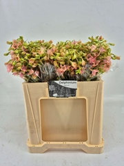 Delphinium Single Pink Sensation 50cm
