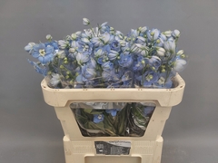 Delphinium Double Centurion Skyblue 70cm