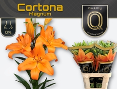 Lily La Cortona 95cm 5+