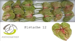 Anthurium Pistache 13cm Hd