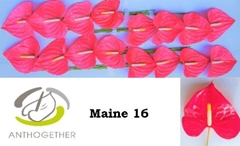 Anthurium Maine 11cm Hd