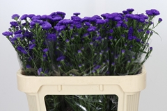 Aster Astee Dark Milka 65cm 15gr.