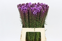 Liatris Spicata 60cm