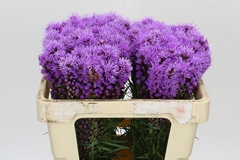 Liatris Spicata 50cm