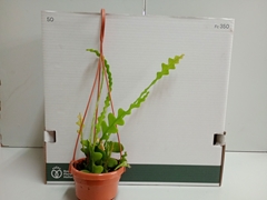 Epiphyllum Anguliger 14Ø 40cm
