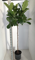 Ficus Lyrata 30Ø 210cm