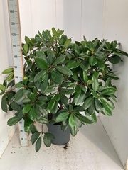 Ficus Cyathistipula 34Ø 115cm