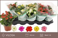 Kalanchoe Double Mix 10Ø 23cm