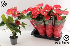 Anthurium Casparo 14Ø 55cm