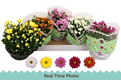 Chrysanth Mix 5 Colours 23Ø 25cm