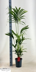 Howea Forsteriana 21Ø 170cm