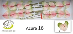 Anthurium Acura 11cm Hd