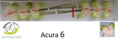 Anthurium Acura 13cm Hd