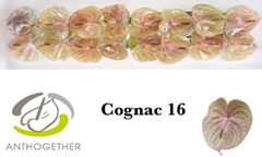 Anthurium Cognac 11cm Hd