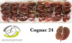 Anthurium Cognac 11cm Hd