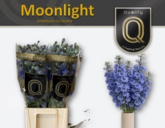 Delphinium Double Delphi's Moonlight 70cm