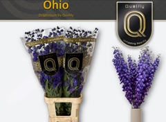 Delphinium Double Delphi's Ohio 100cm