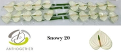 Anthurium Snowy 9cm Hd