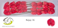 Anthurium Enjoy 11cm Hd