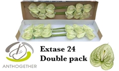 Anthurium Extase 13cm Hd