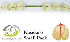 Anthurium Kaseko 13cm Hd