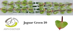 Anthurium Jaguar Green 9cm Hd
