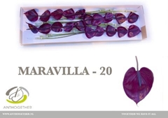 Anthurium Maravilla 9cm Hd