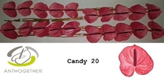 Anthurium Candy 9cm Hd