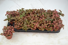 Fittonia Verschaffeltii Red Star 8Ø 12cm