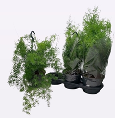 Asparagus Densiflorus Sprengeri 19Ø 60cm